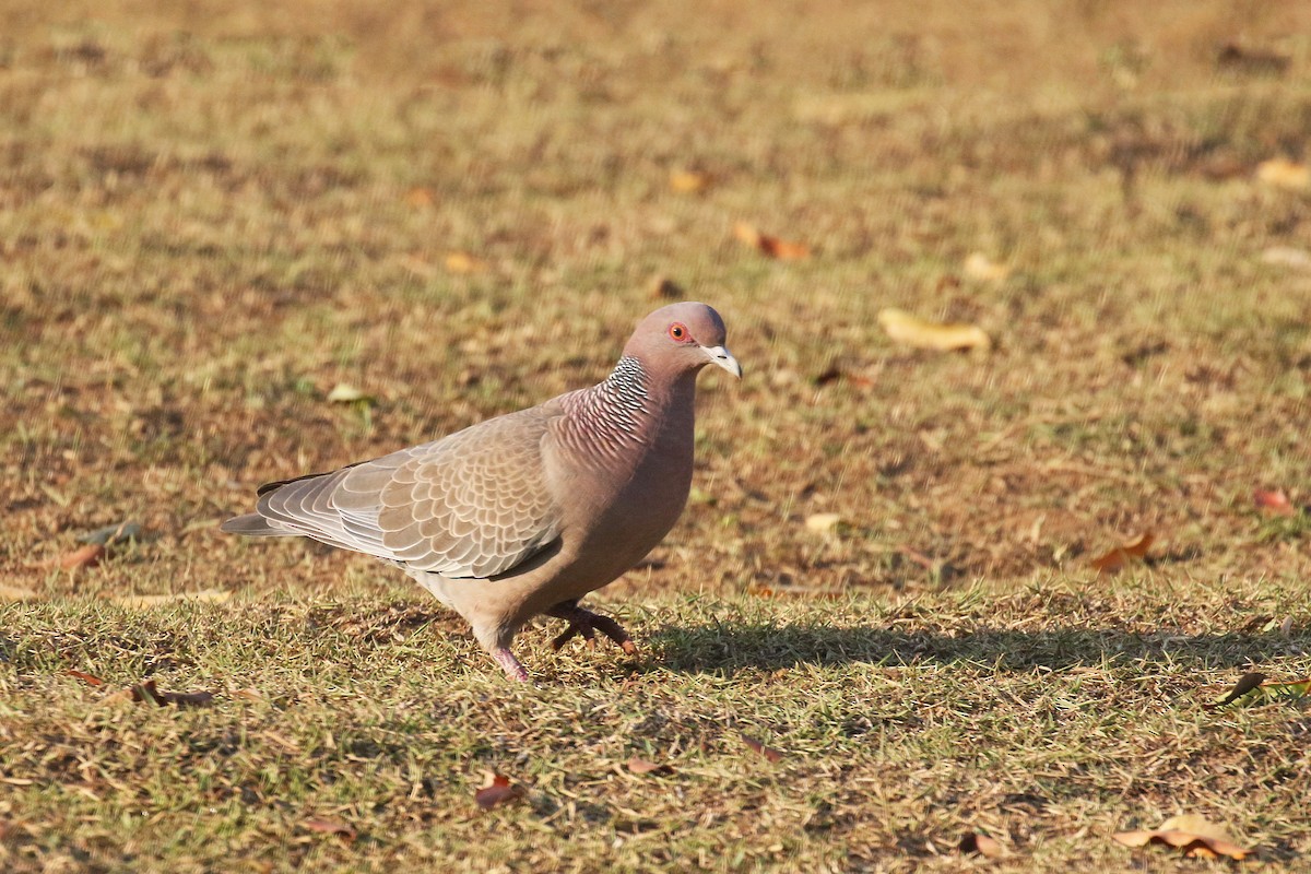 Picazuro Pigeon - David Lang