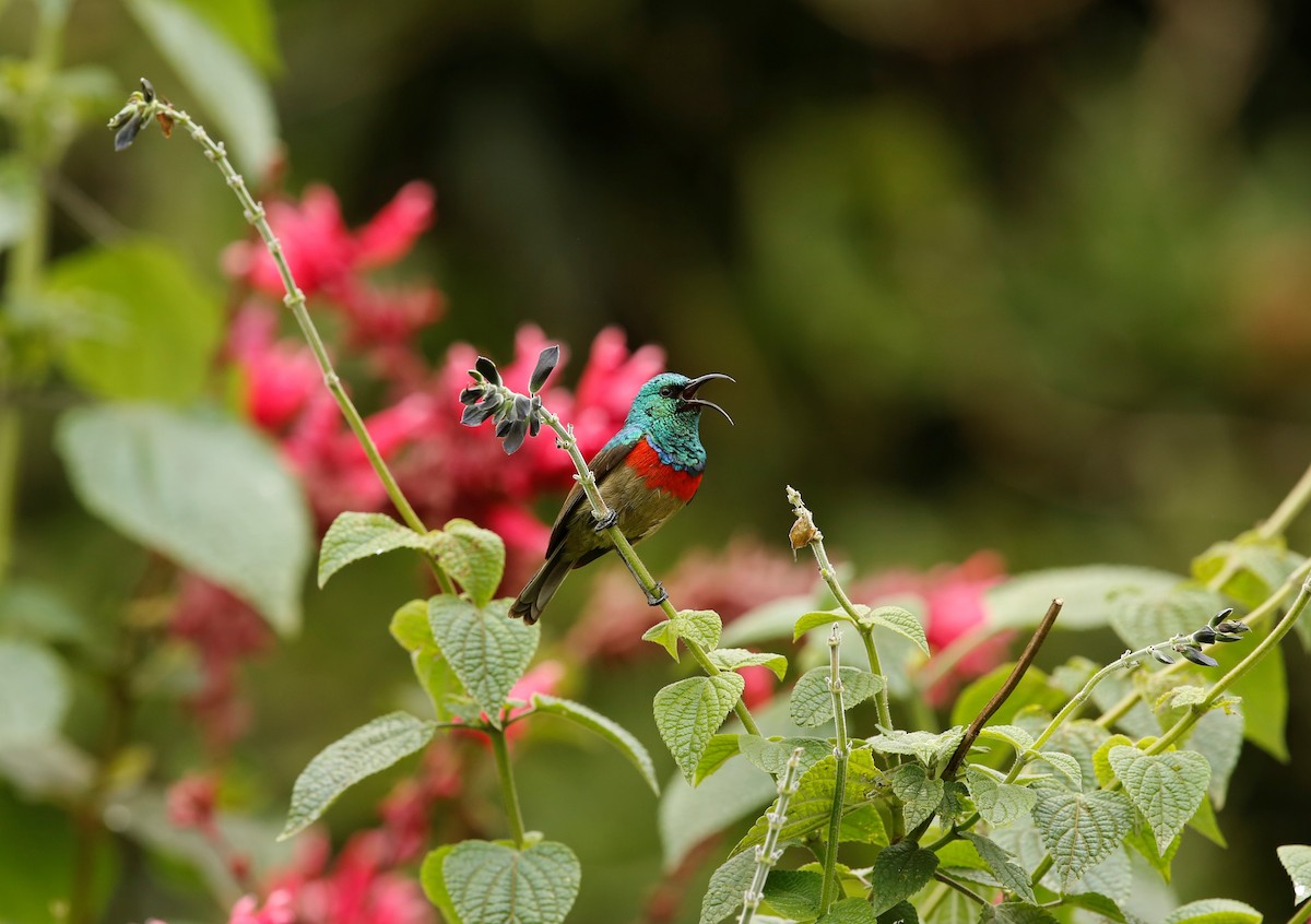 Eastern Double-collared Sunbird - Bert Harris
