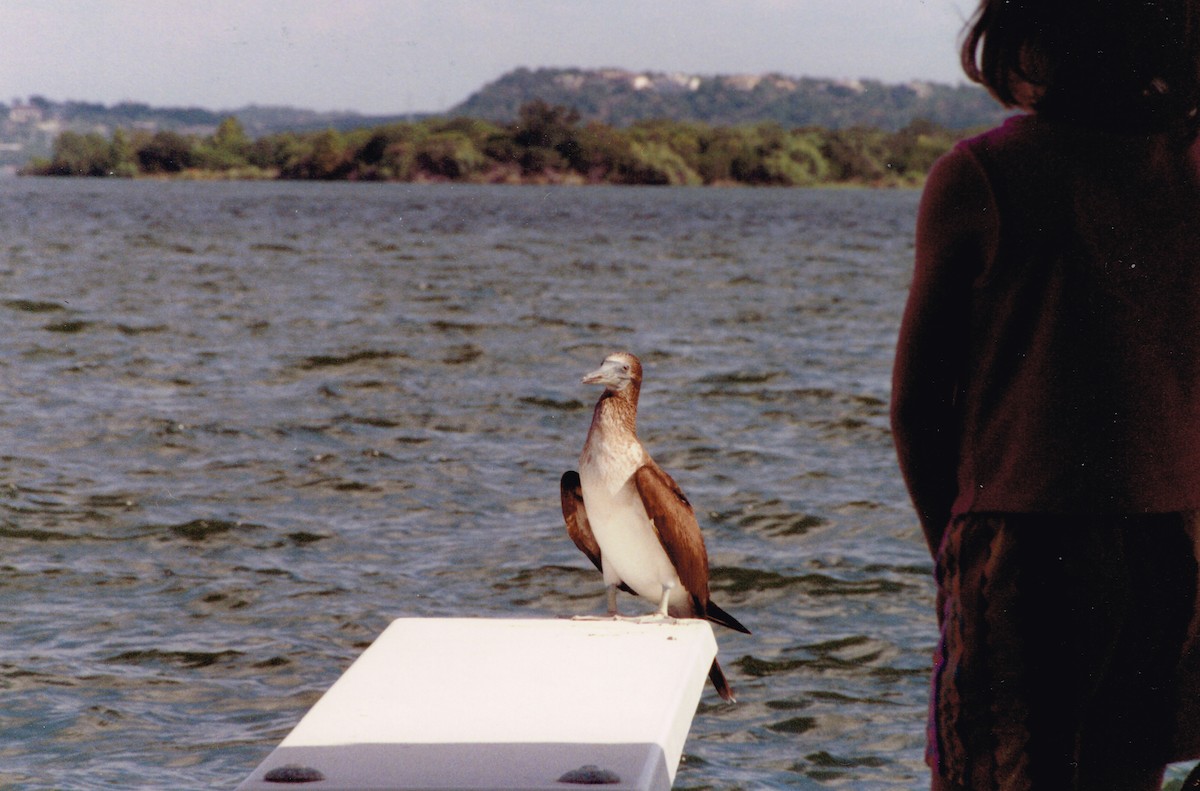 Blue-footed Booby - ML73116751