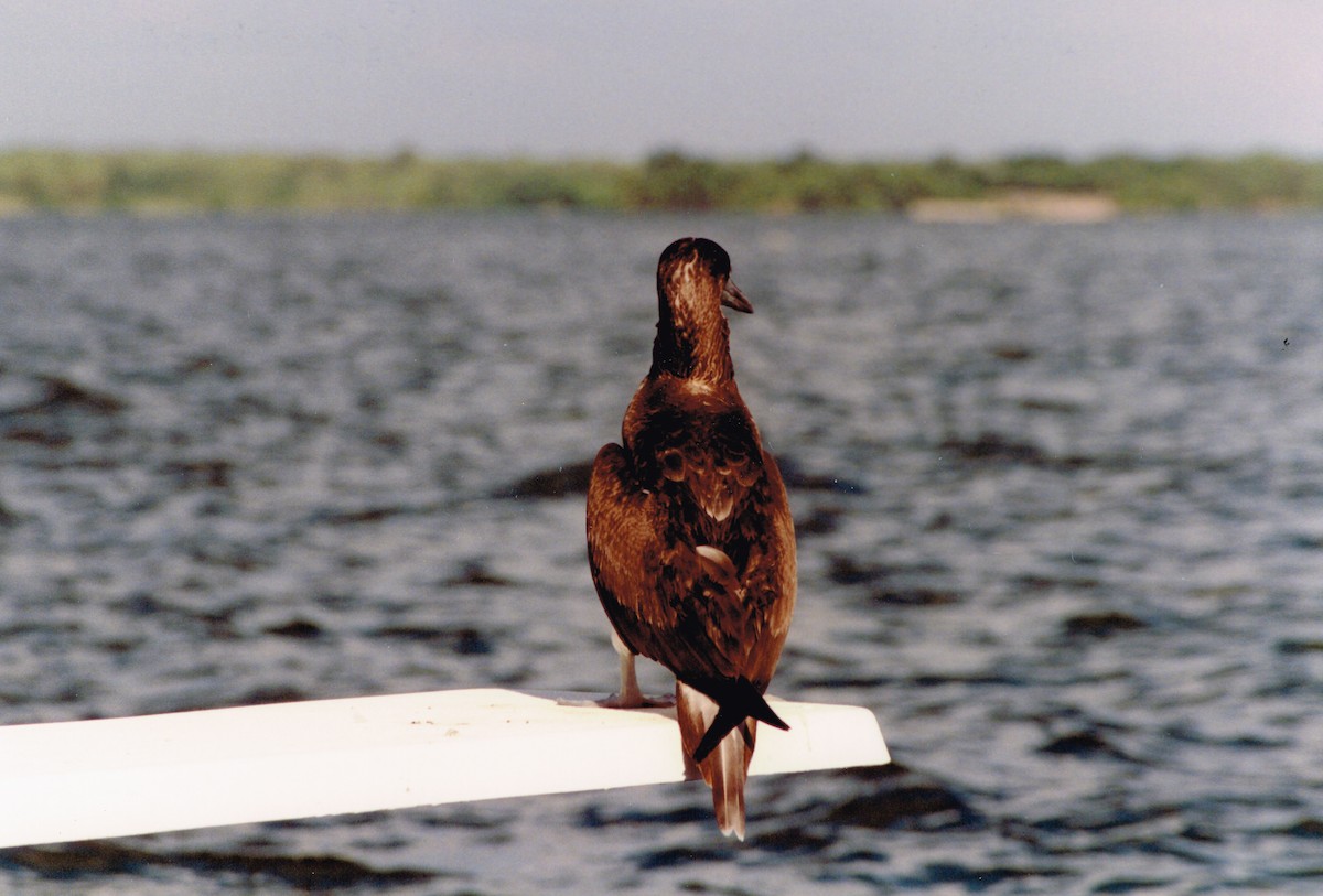 Blue-footed Booby - ML73116761