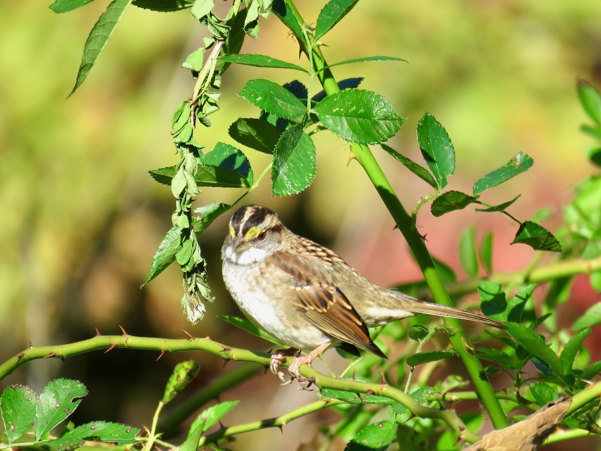 White-throated Sparrow - Ann Tanner