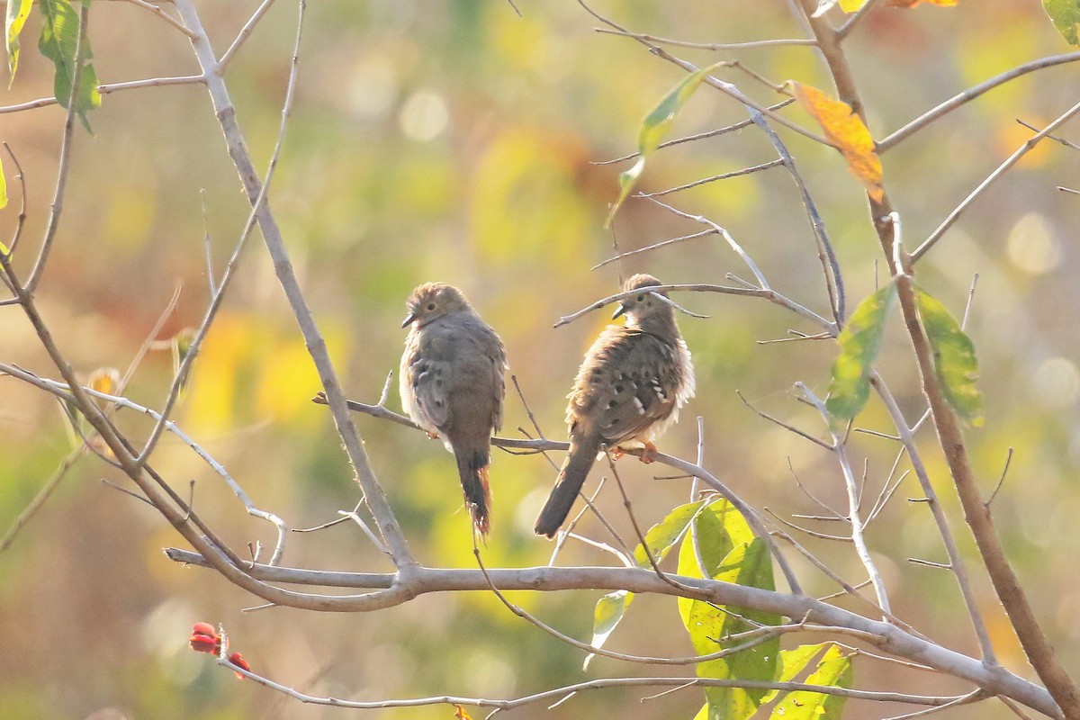 Long-tailed Ground Dove - ML73118651