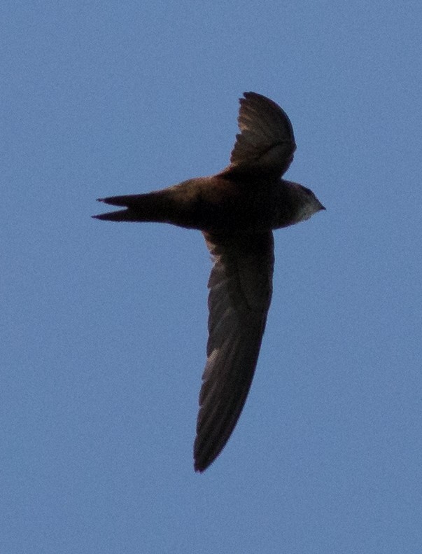 Pallid Swift - ML73119121