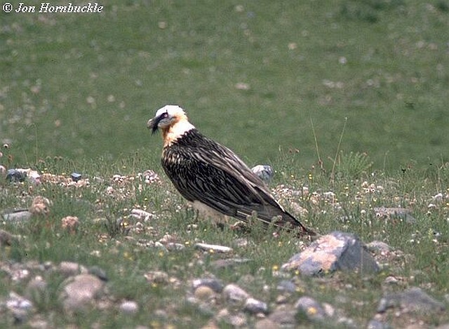 Bearded Vulture (Eurasian) - ML731209