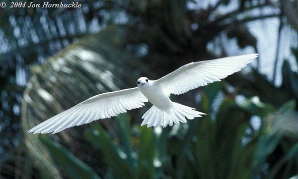 White Tern (Pacific) - Jon Hornbuckle