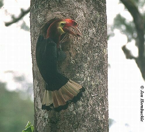 Writhe-billed Hornbill - Jon Hornbuckle