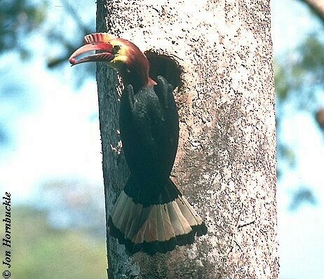 Writhe-billed Hornbill - ML731242