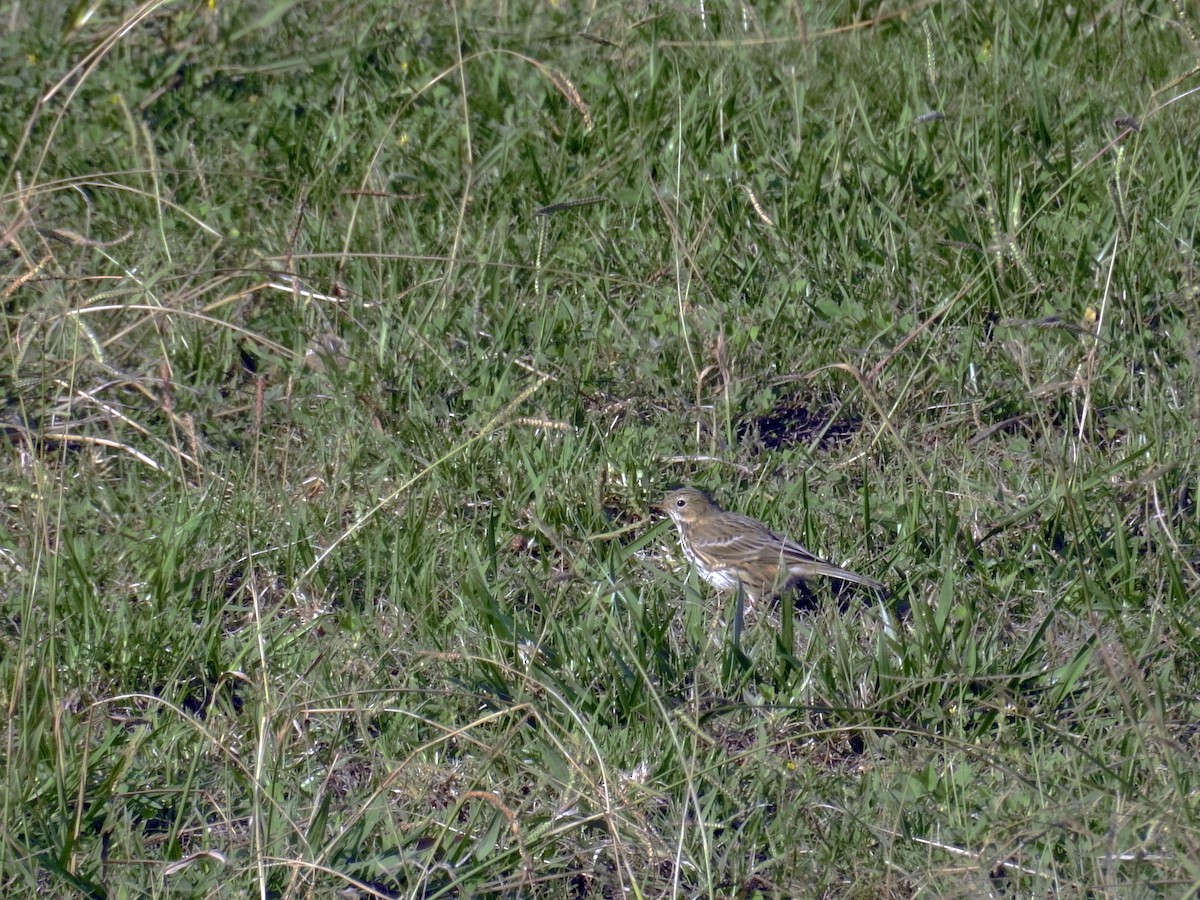 Pispola - ML73124201