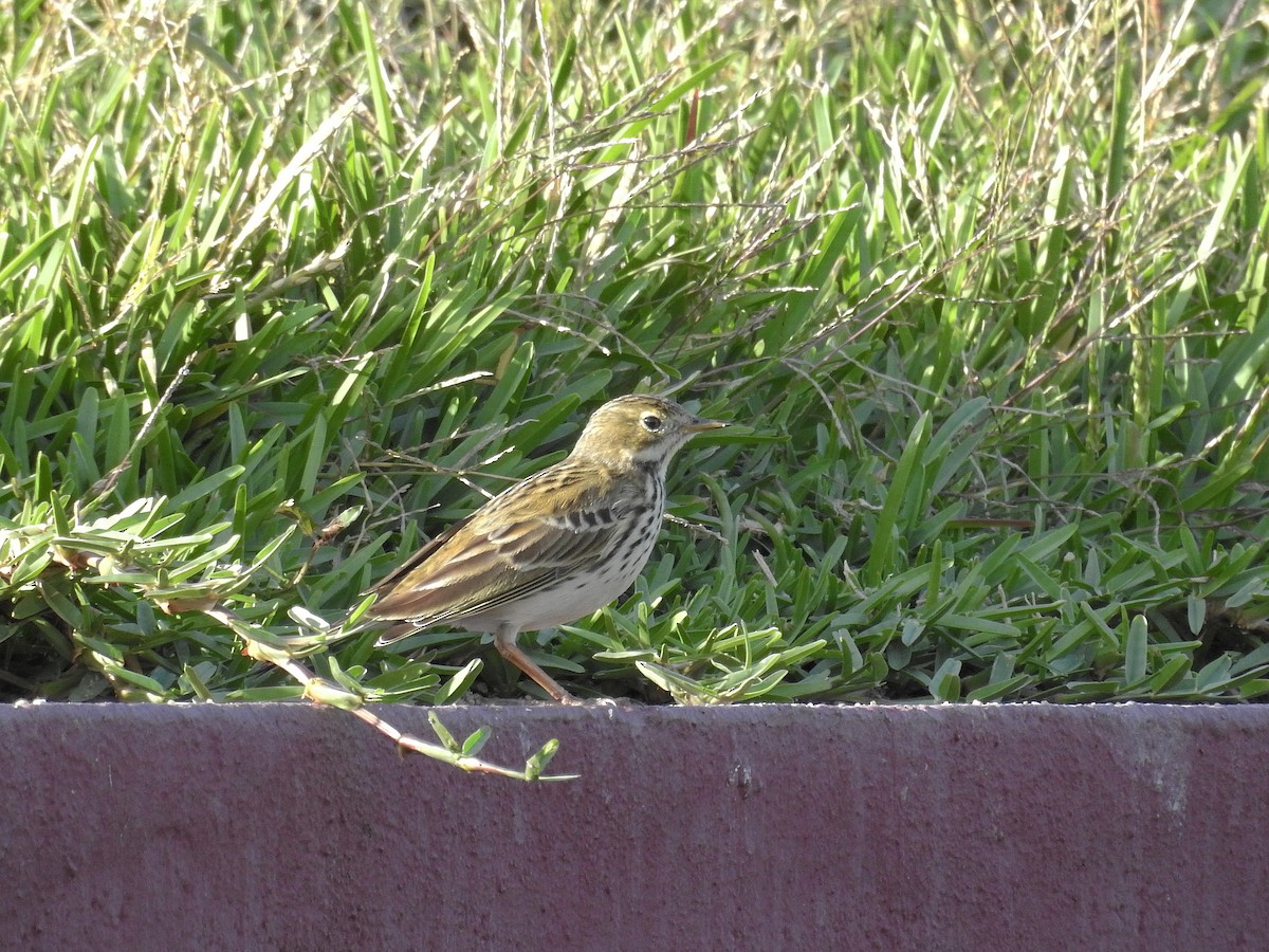 Pispola - ML73124221