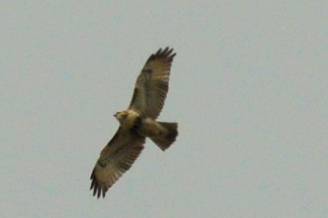 Red-tailed Hawk - ML73124661