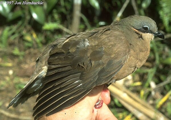 White-eared Brown-Dove (Buff-eared) - ML731249