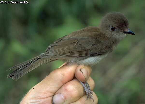 White-vented Whistler (White-vented) - ML731250