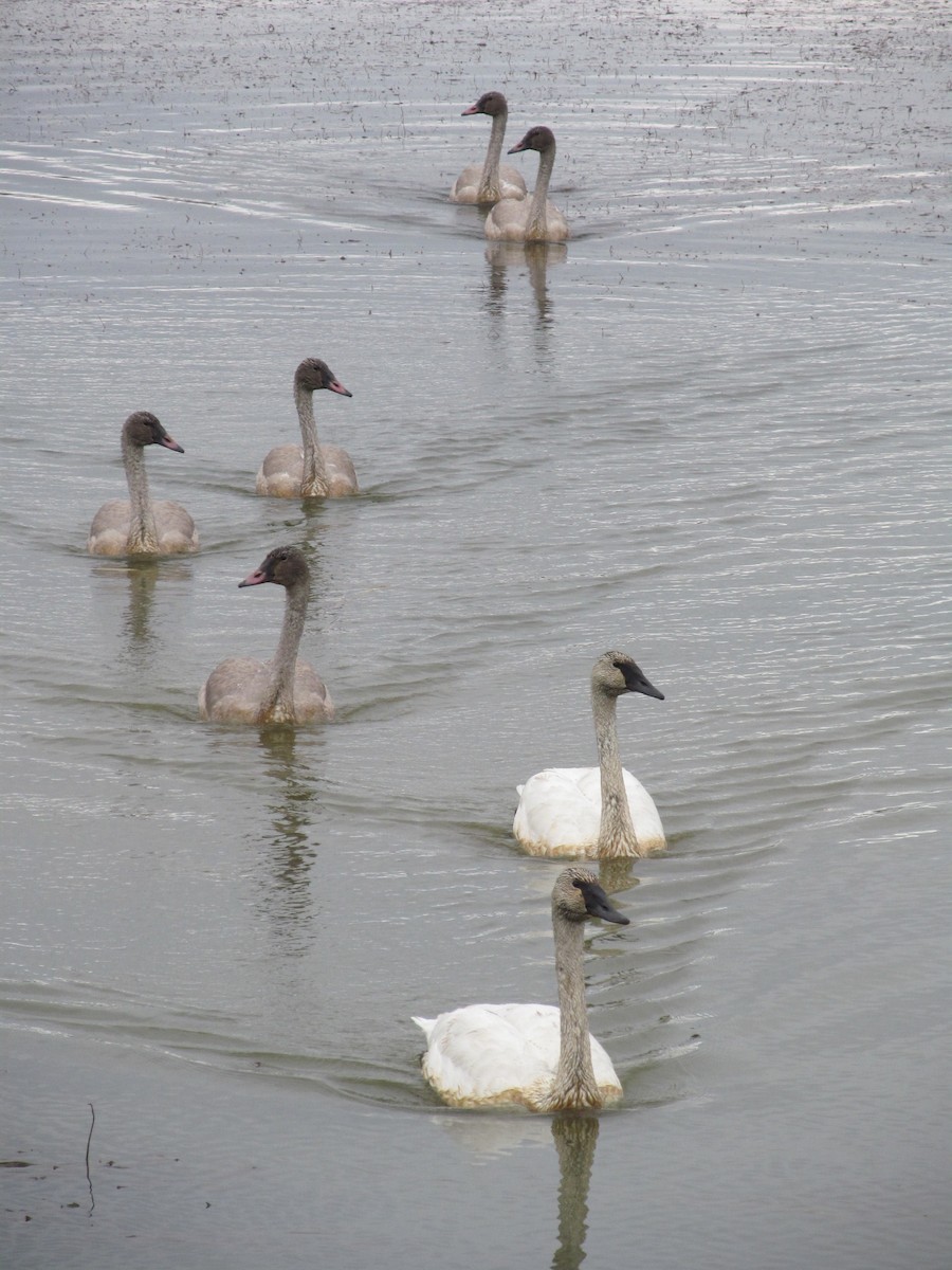 Trumpeter Swan - ML73125051