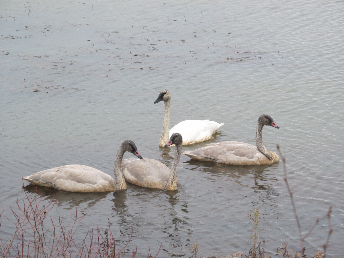 Trumpeter Swan - ML73125081