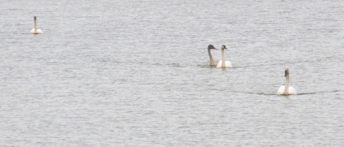 Cygne trompette - ML73125161