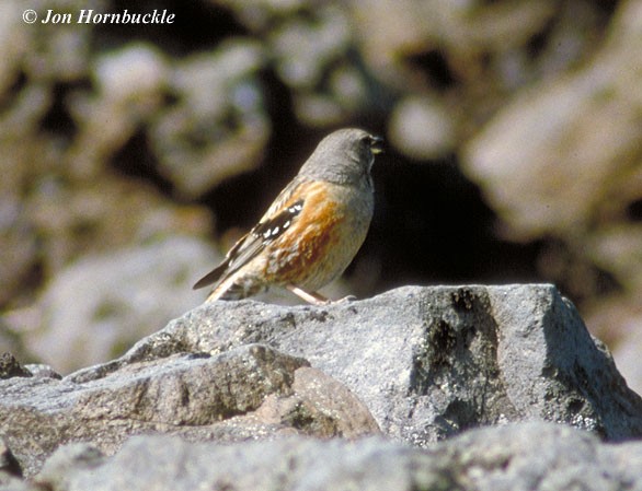 Alpine Accentor - ML731252