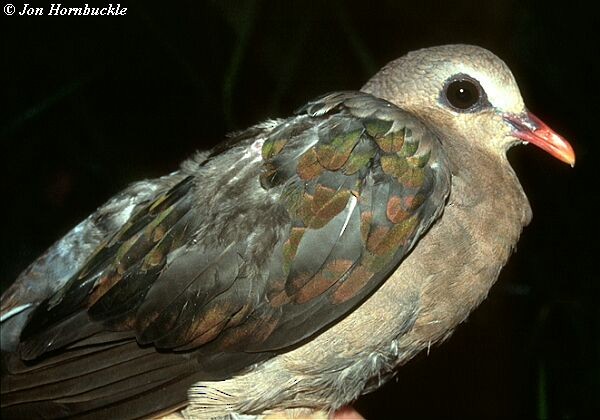 holub hnědohřbetý - ML731282