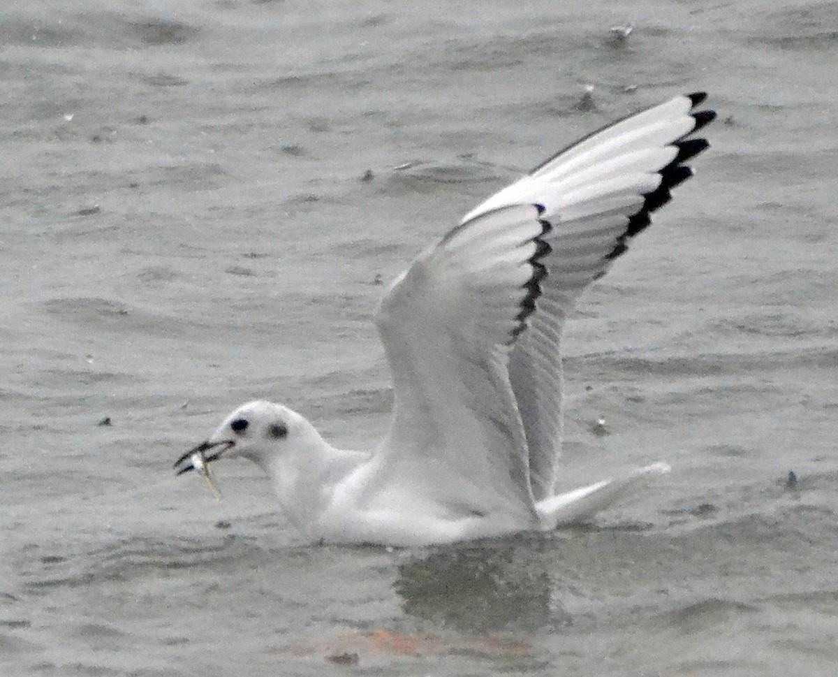 Bonaparte's Gull - Michael J Good