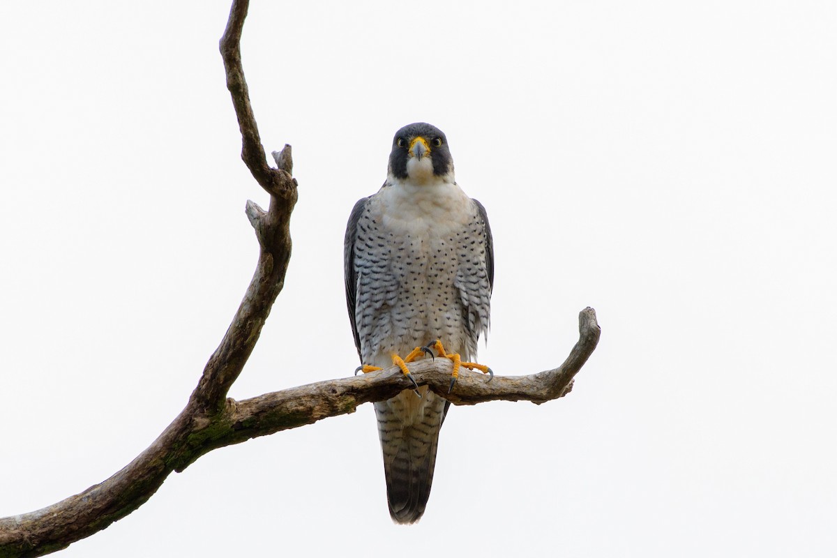 Peregrine Falcon - ML73130031