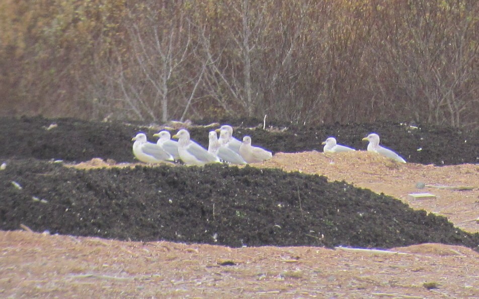 Iceland Gull - ML73130161