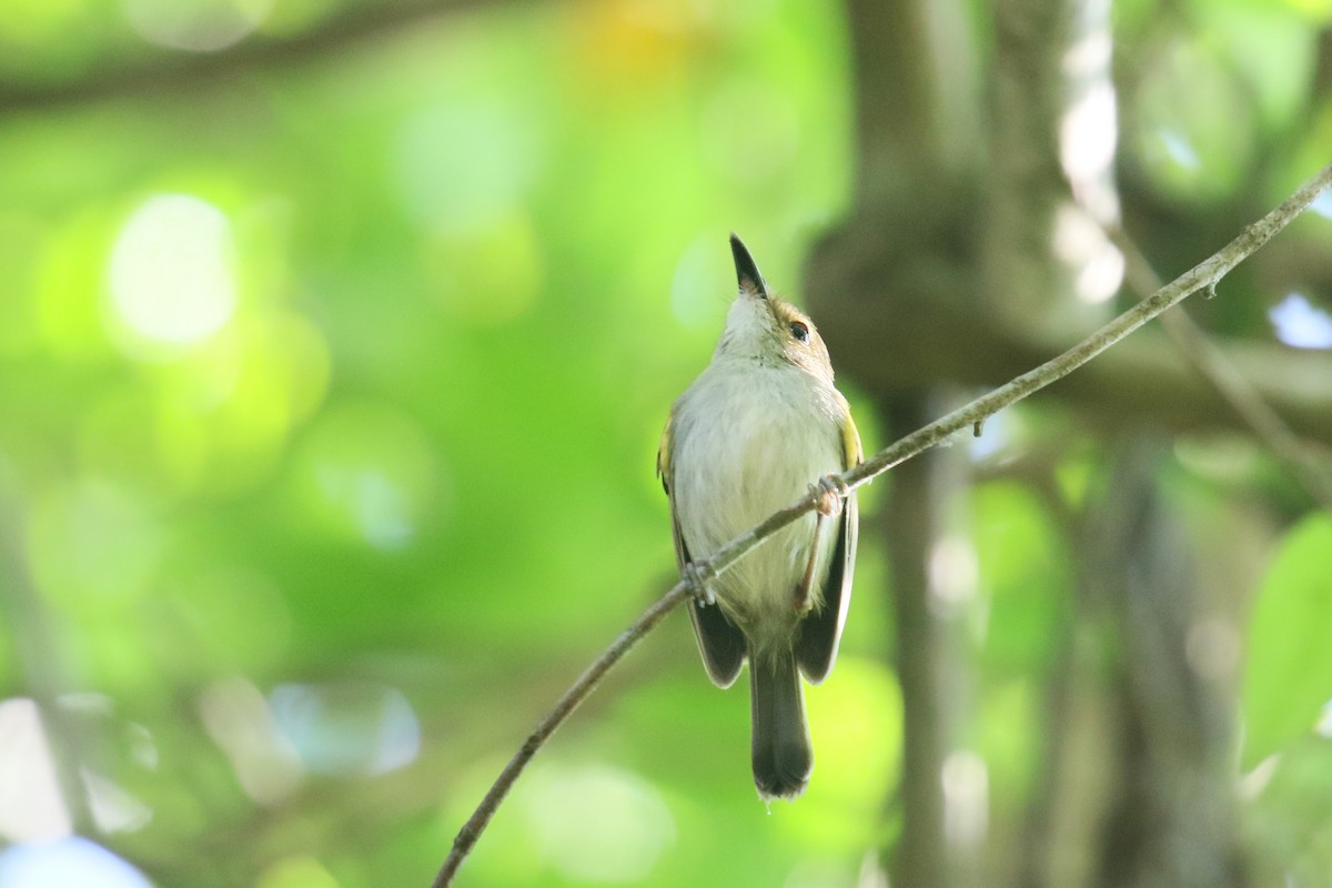 Rusty-fronted Tody-Flycatcher - ML73130251
