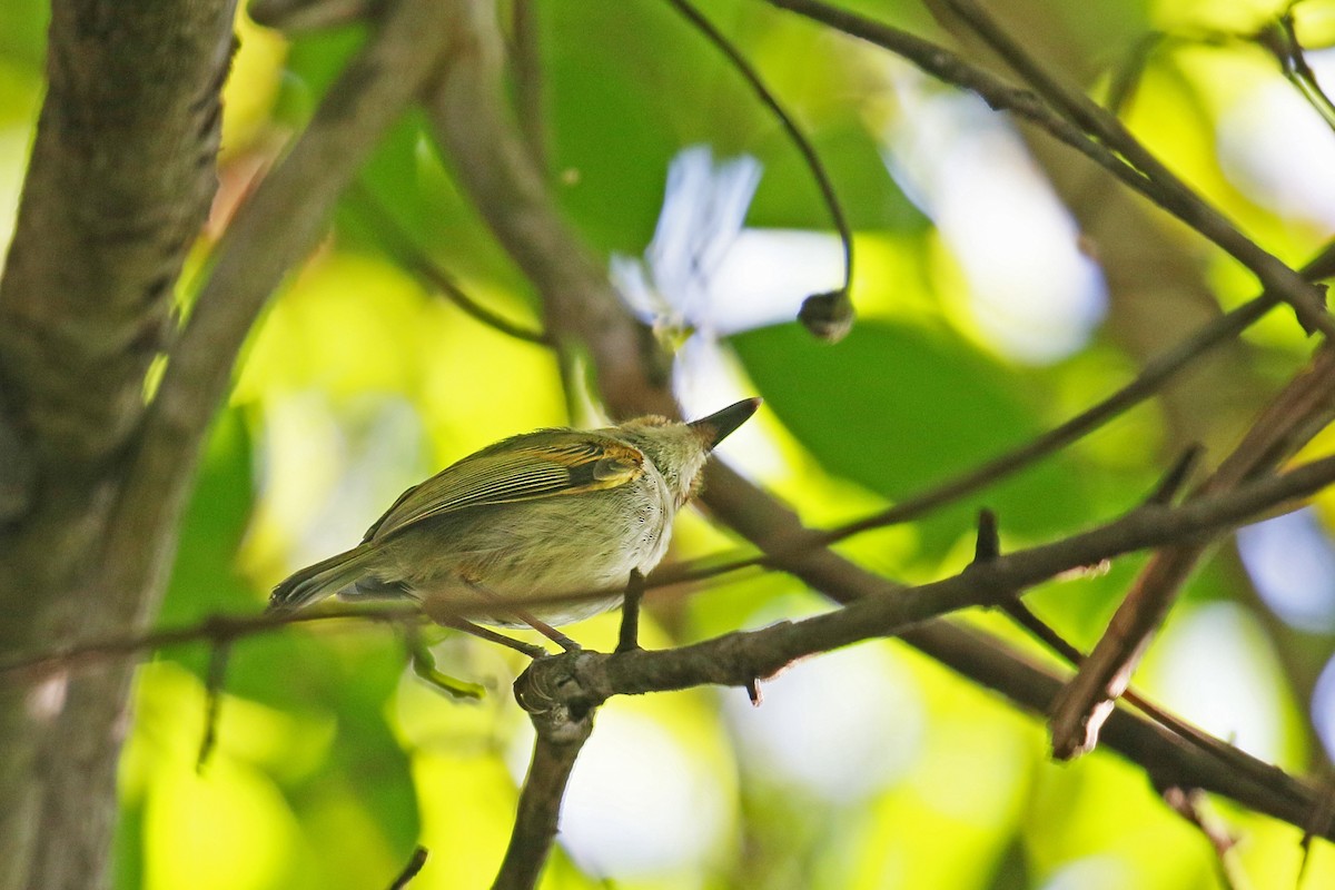 Rusty-fronted Tody-Flycatcher - ML73130281