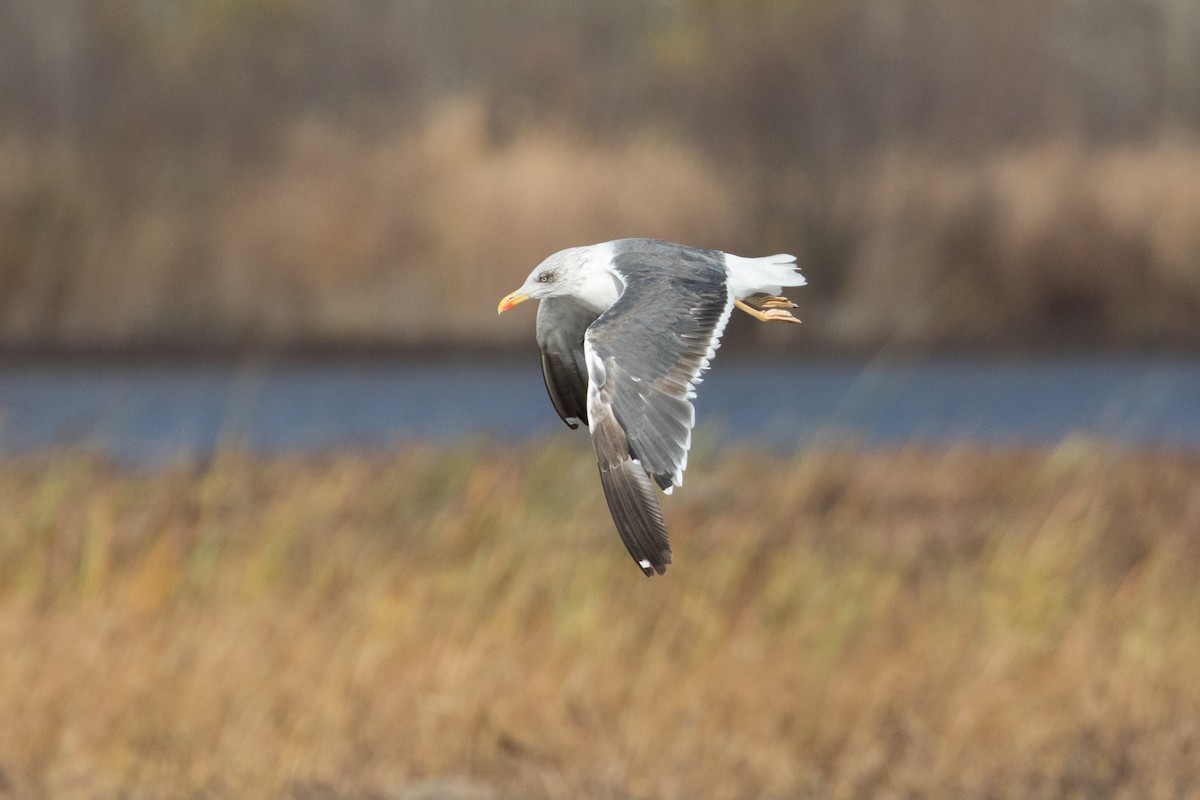 Lesser Black-backed Gull - ML73130391