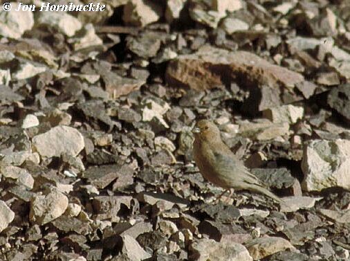 Pale Rosefinch - ML731304