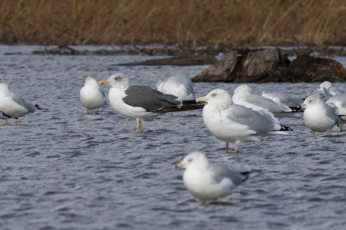 Lesser Black-backed Gull - Don McCracken