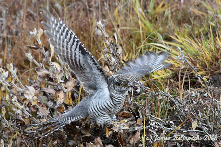 Common Cuckoo - ML73131471