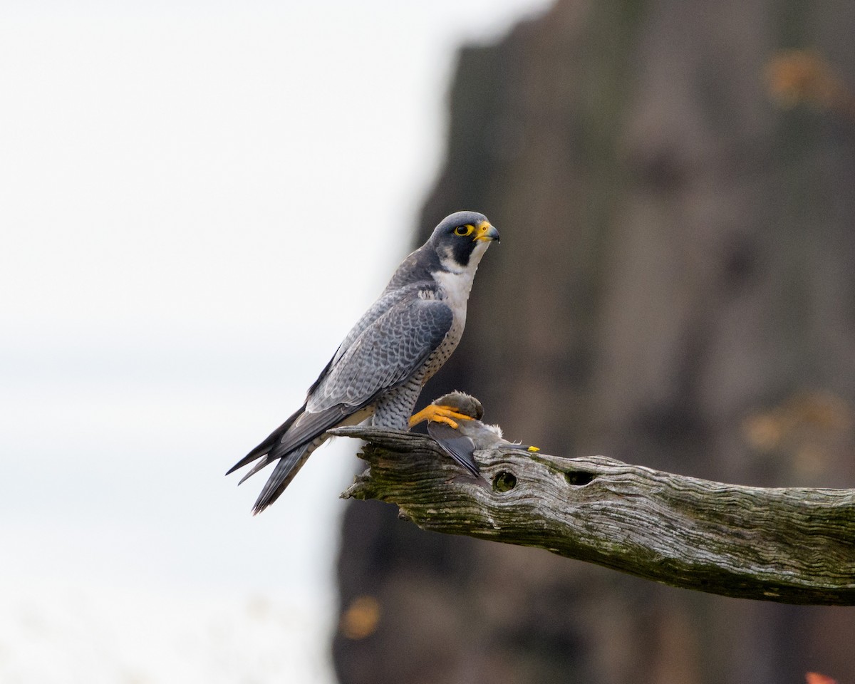 Cedar Waxwing - ML73131651