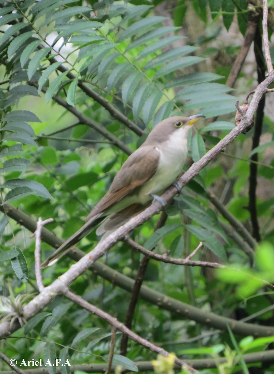 Yellow-billed Cuckoo - Ariel Fonseca