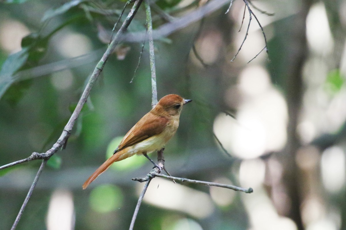 Rufous Casiornis - ML73132921