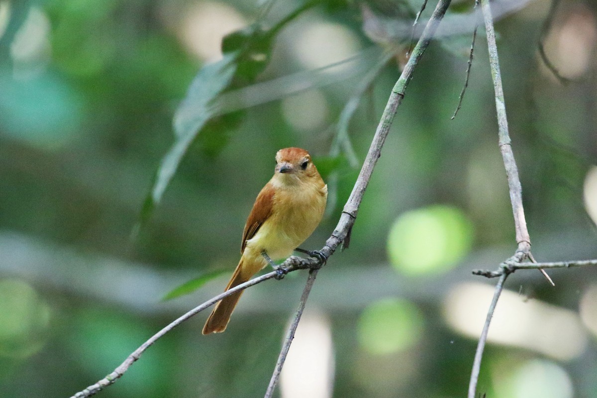 Kızıl Casiornis - ML73132981