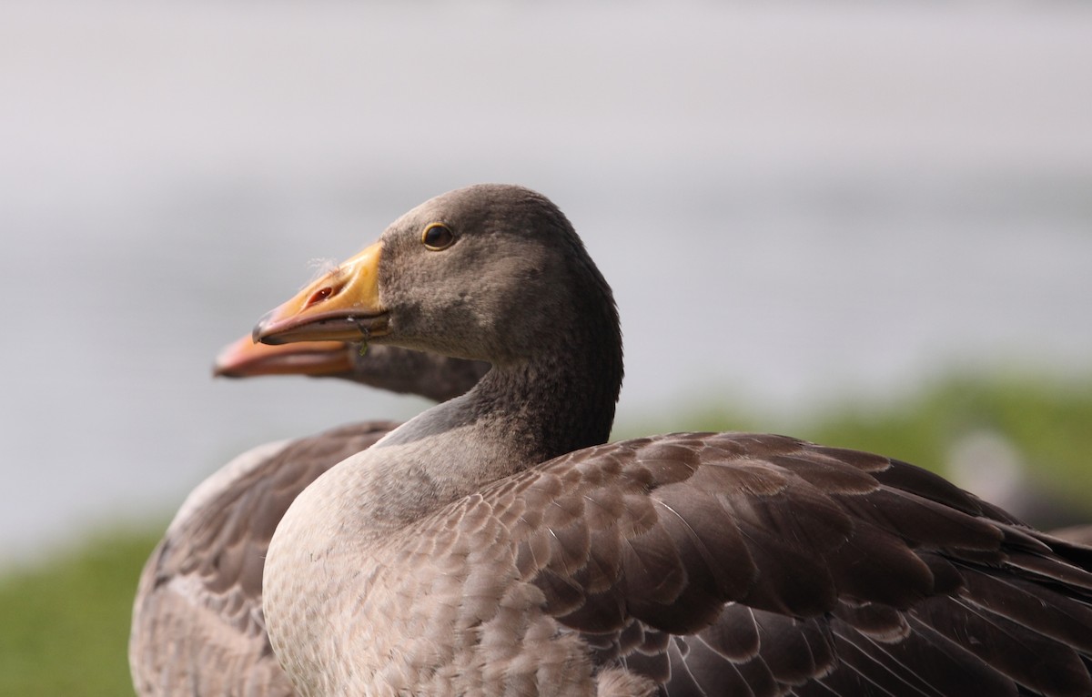 Graylag Goose - ML73133291