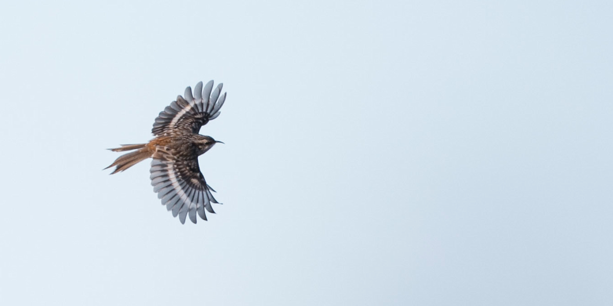 Brown Creeper - Brandon Holden