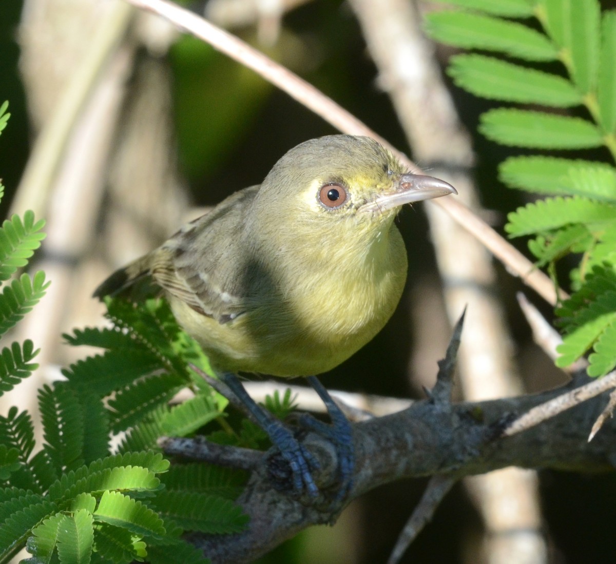 Cuban Vireo - Nikolaj Mølgaard Thomsen