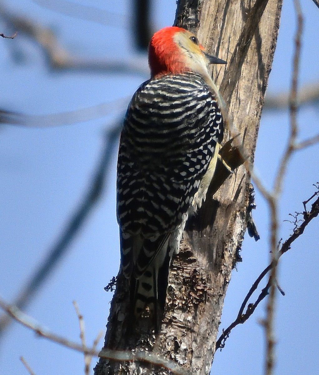 Red-bellied Woodpecker - ML73138151