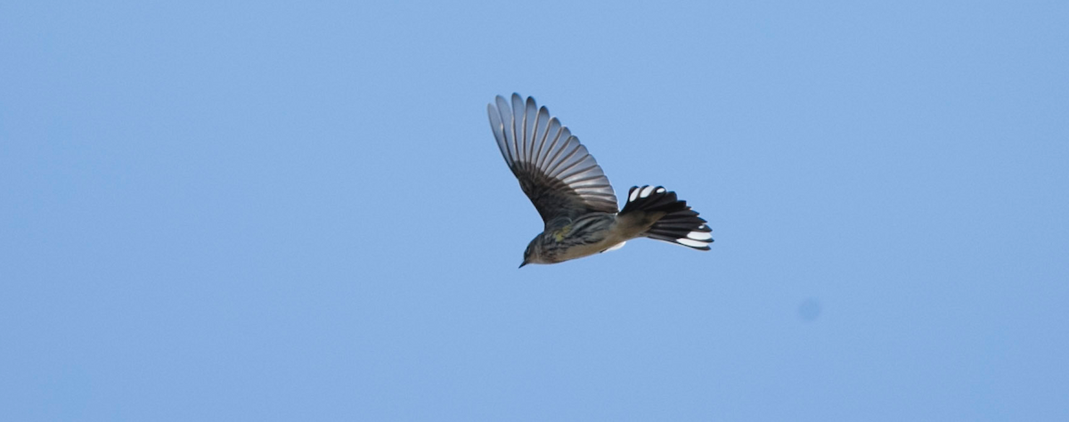 Yellow-rumped Warbler - Brandon Holden