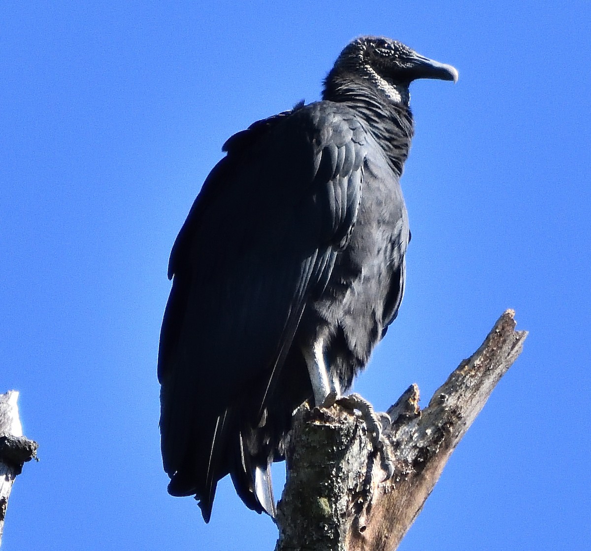 Black Vulture - Eric Bodker