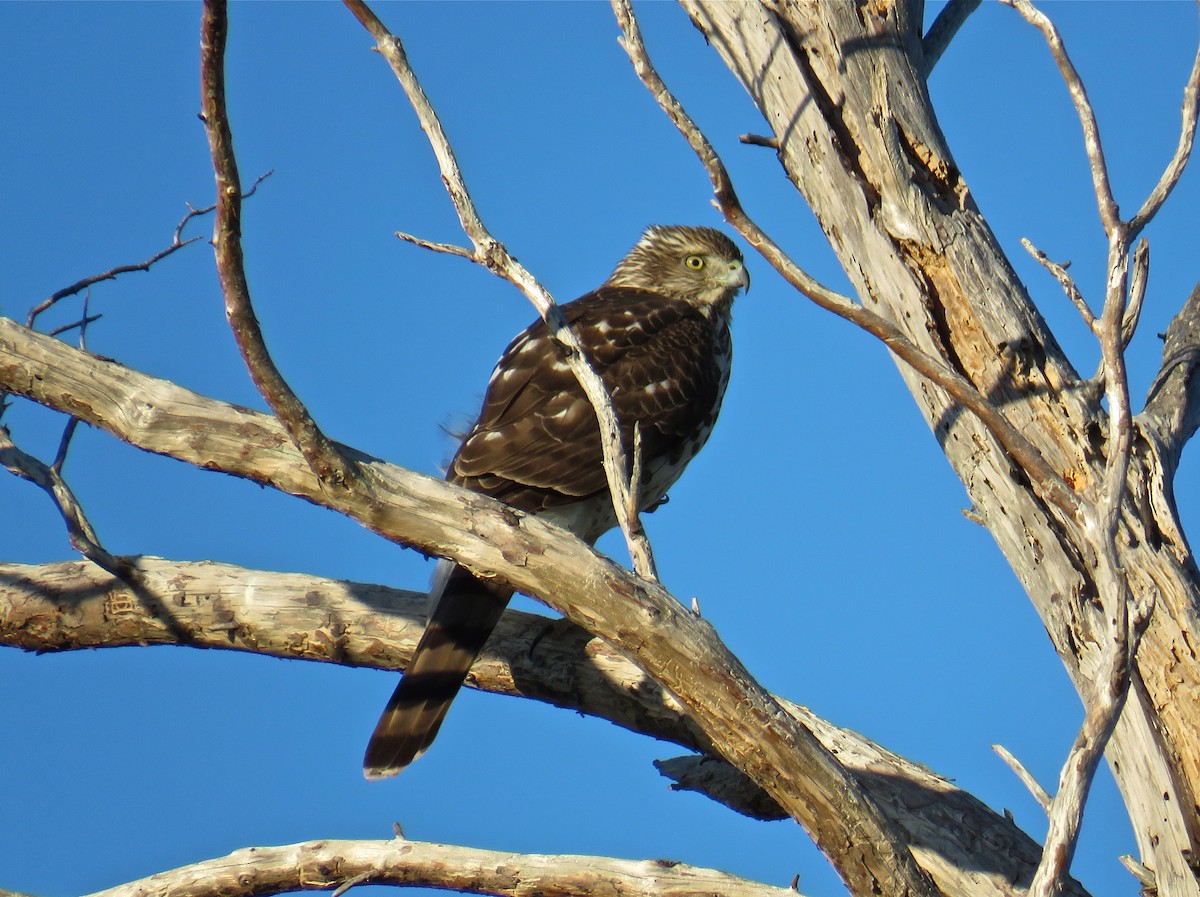 Cooper's Hawk - ML73139211