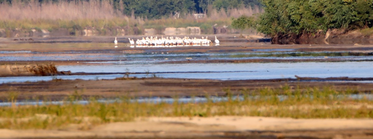 American White Pelican - ML73139351