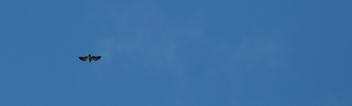 Bald Eagle - Brandon Holden