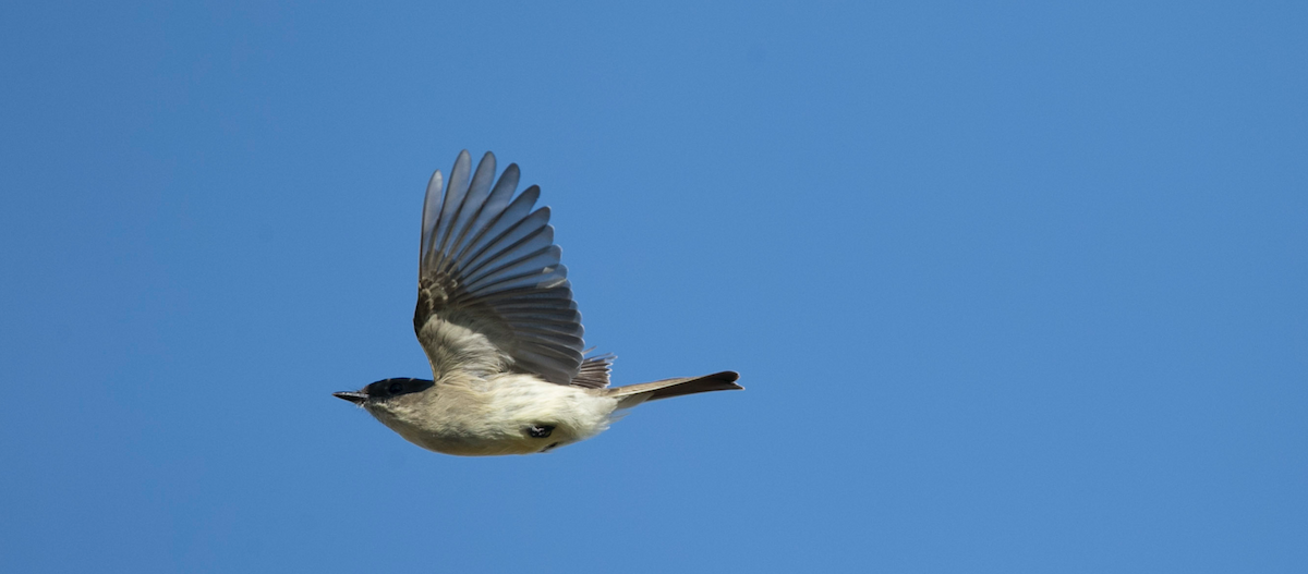 Eastern Phoebe - Brandon Holden