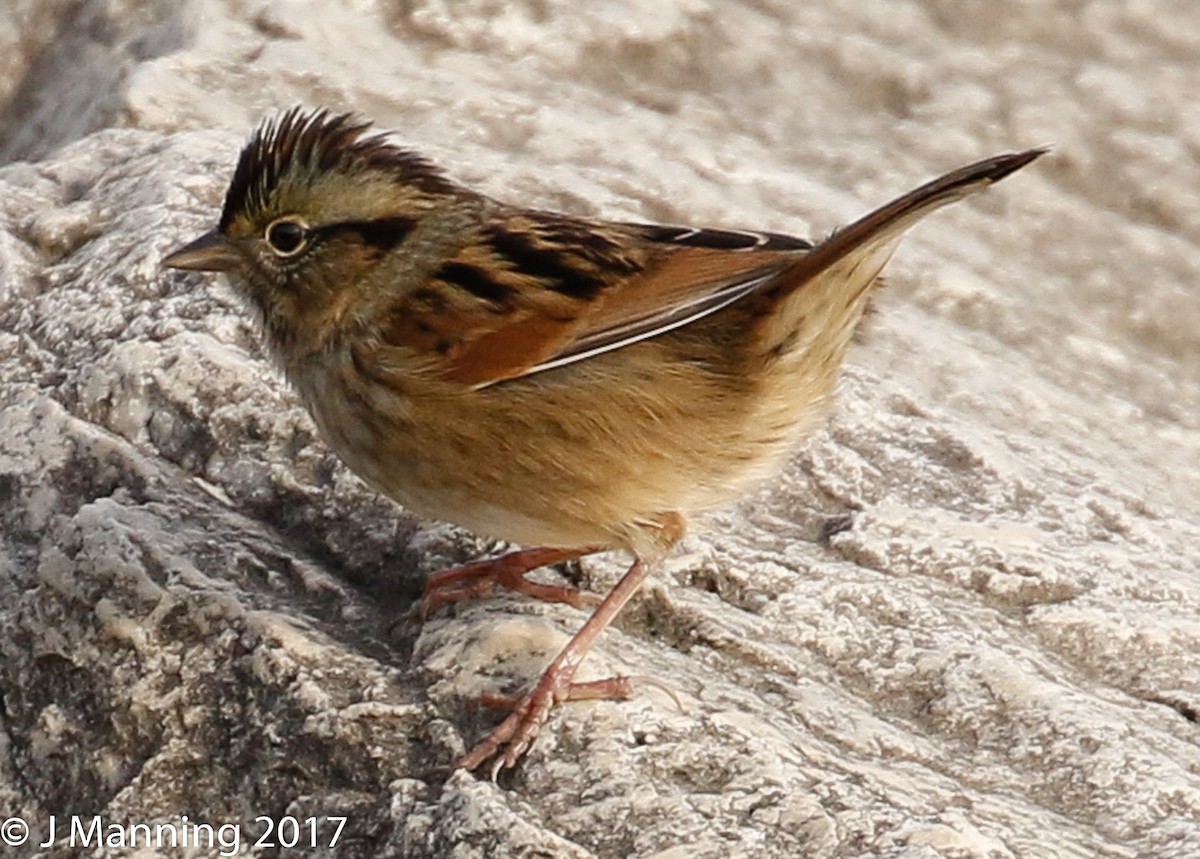Swamp Sparrow - ML73140471
