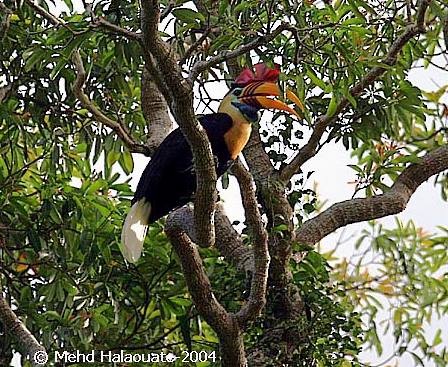 Helmhornvogel - ML731425