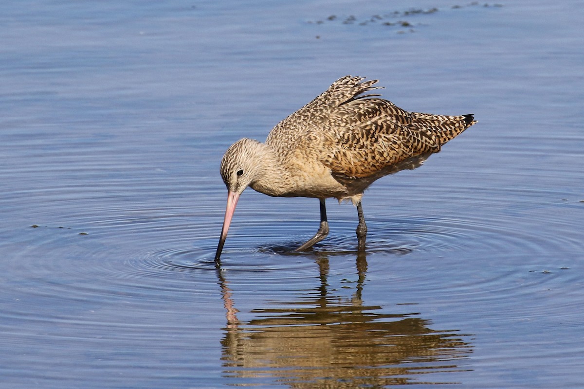 Marbled Godwit - ML73142691