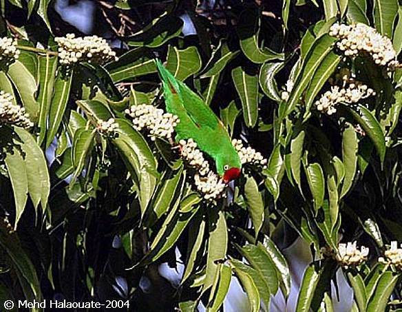 Sulawesi Hanging-Parrot - Mehd Halaouate