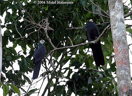 White-faced Cuckoo-Dove - ML731428