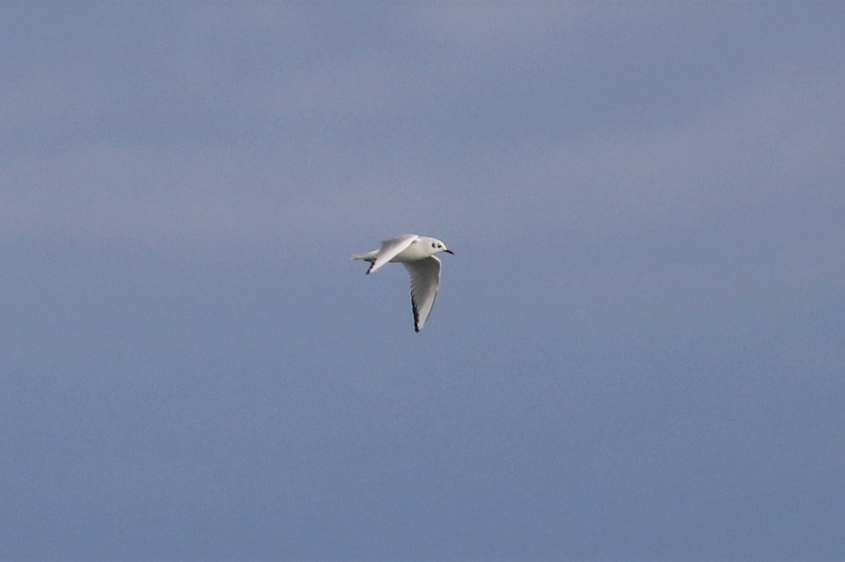 Bonaparte's Gull - ML73142831